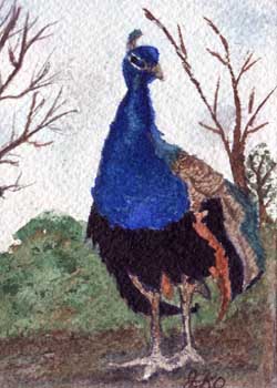 "Peacock" by Jane Kraeuche Olson, New Glarus WI - Watercolor